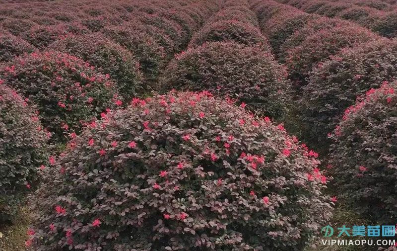 紅花檵木球