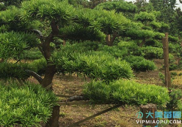 花木產(chǎn)業(yè)示意圖