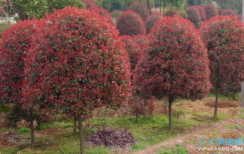 高桿紅葉石楠