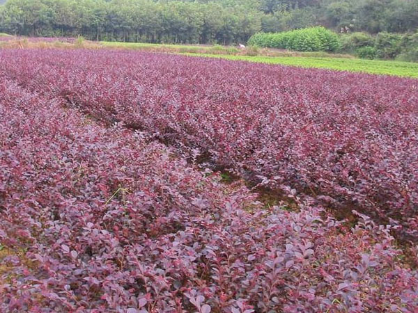 紅繼木小苗