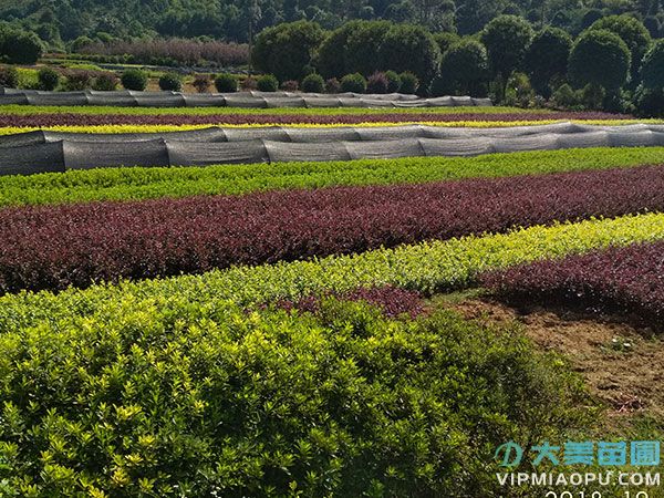 大美苗圃花木基地