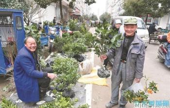 農村集市苗木旺銷