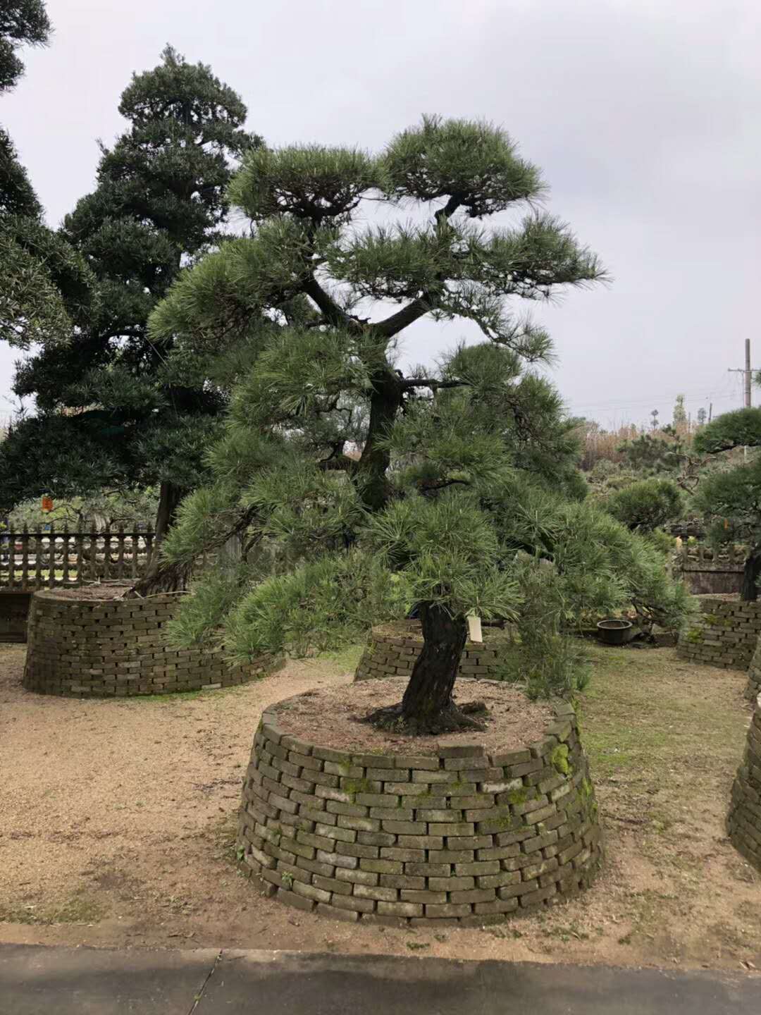 造型羅漢松