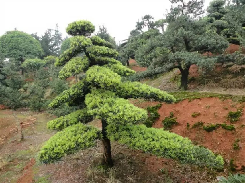 造型羅漢松