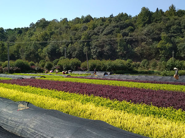 大美苗圃苗木基地