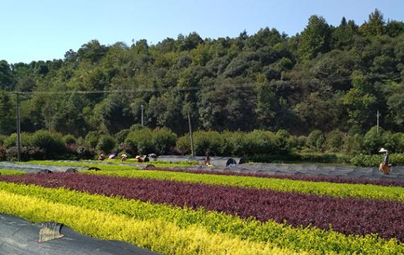 湖南最大的5個苗木基地在哪里