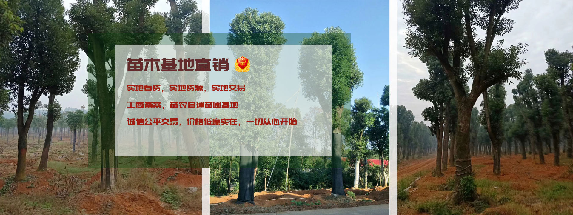 苗木直銷，農戶自建苗圃工商備案，公平交易，價格低廉。