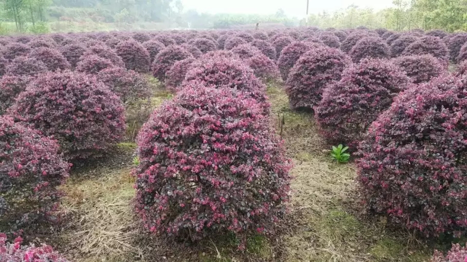 紅花檵木球