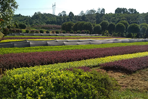 大美苗圃中的綠化小苗實拍