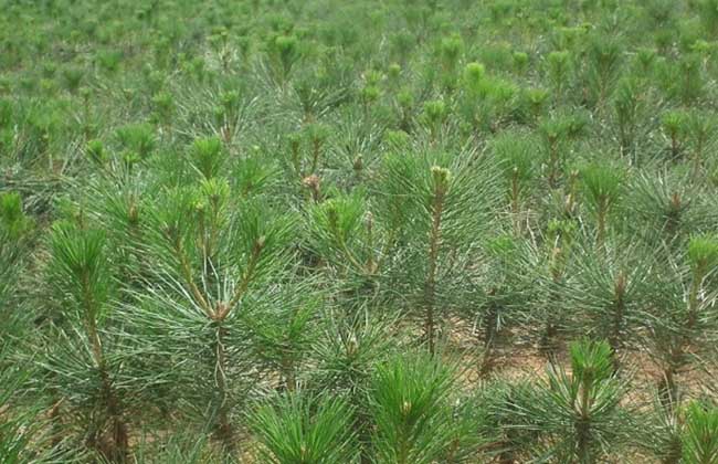 油松的種植技術