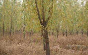 垂柳鹽堿干旱地栽植技術(shù)