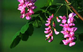 香花槐苗木養(yǎng)殖及栽培技術(shù)