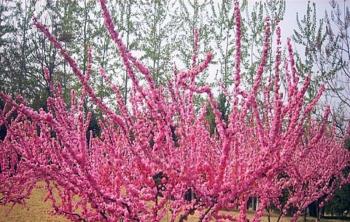 榆葉梅種植技術