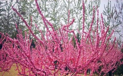 榆葉梅種植技術