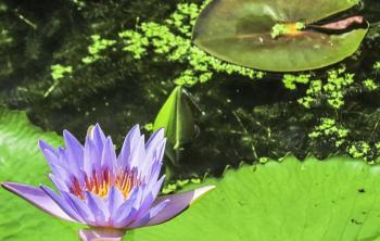 睡蓮價格多少錢一棵園林水景綠化植物睡蓮價格