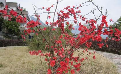 山西日本海棠基地前景行情怎么樣