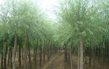 四川有種植饅頭柳的基地嗎