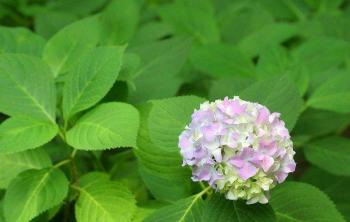 繡球花一年能開(kāi)幾次花