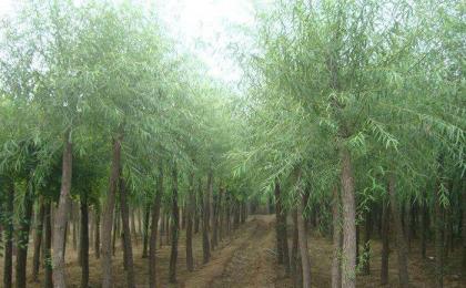 四川有種植饅頭柳的基地嗎