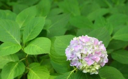 繡球花一年能開幾次花