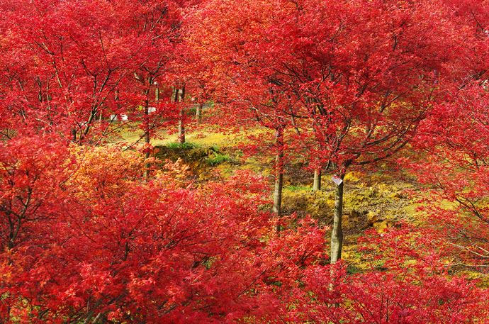 紅楓