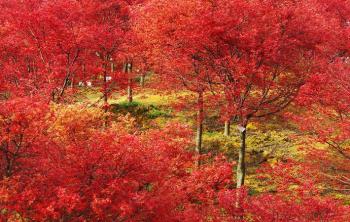 2公分紅楓價格多少錢