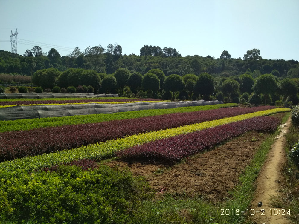 苗木基地