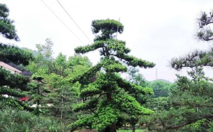 造型羅漢松晚上發貨（視頻）