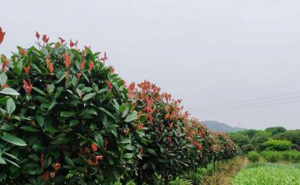 紅葉石楠球裝車發貨（視頻）