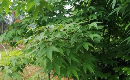 甘肅有種植雞爪槭的基地嗎