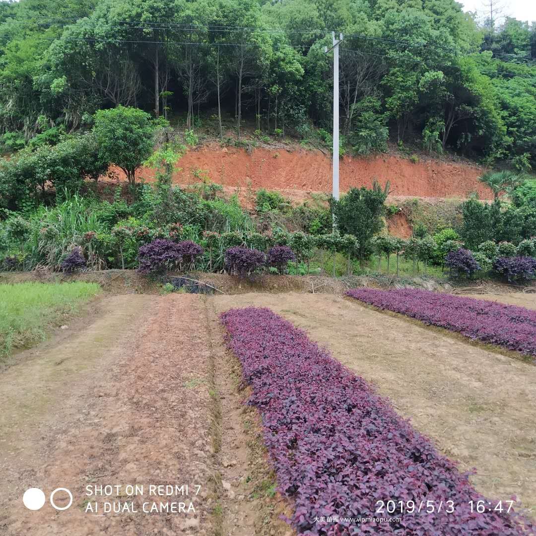 大美苗圃中的紅花檵木