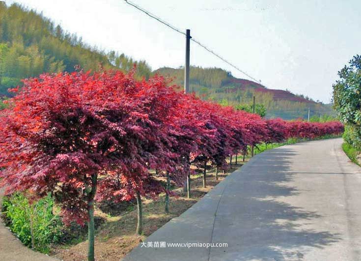 日本紅楓