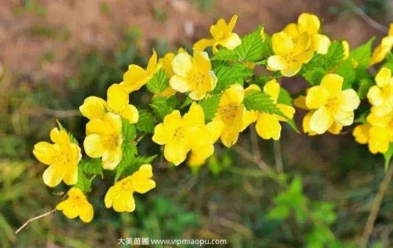 常見花灌木之黃花棣棠