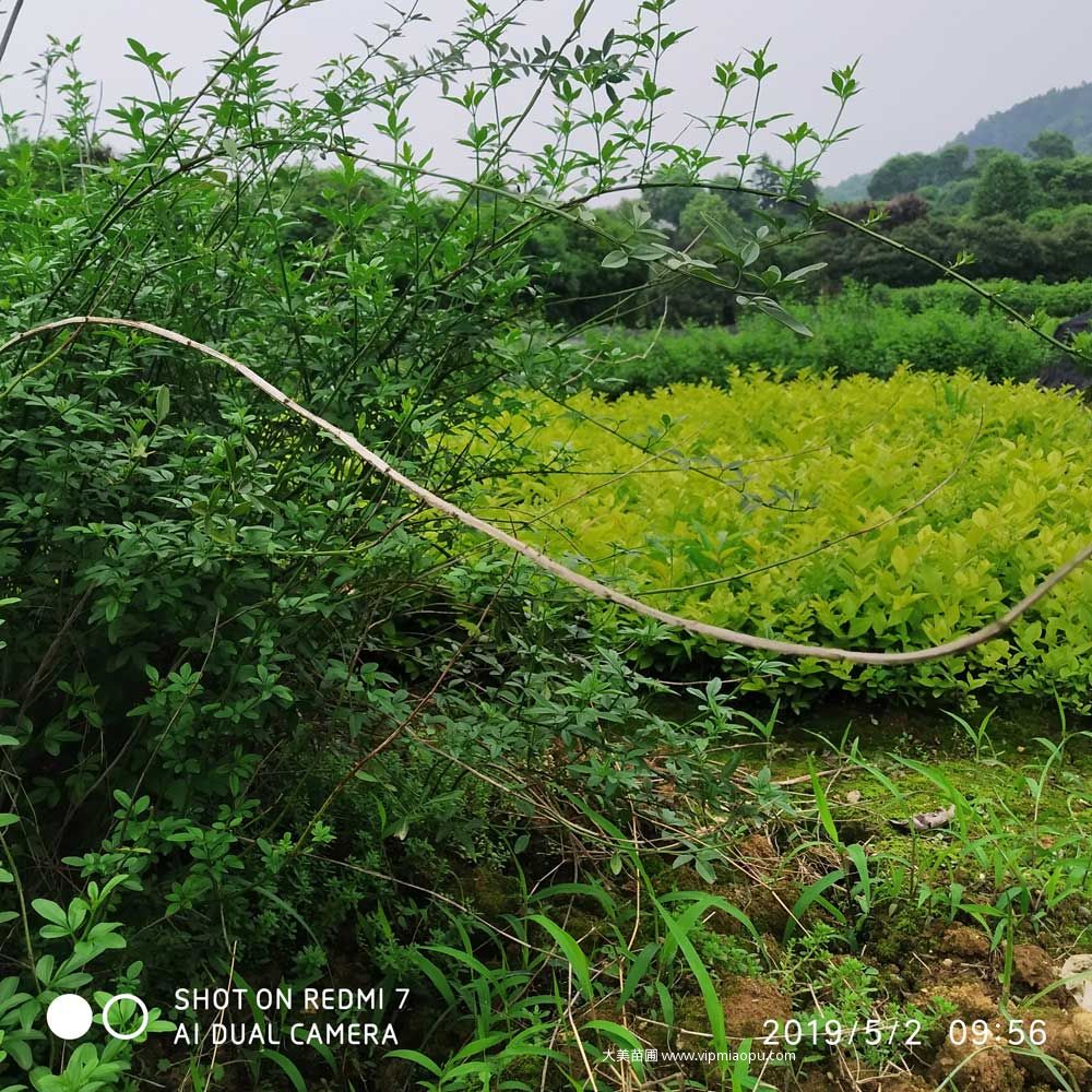 迎春花