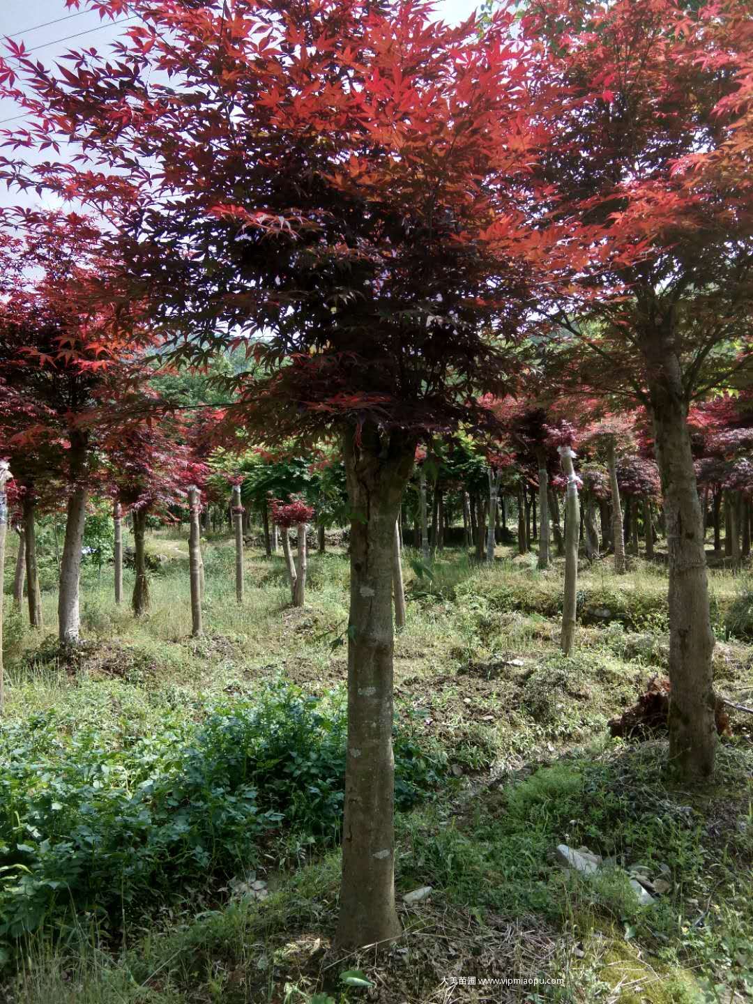 日本紅楓