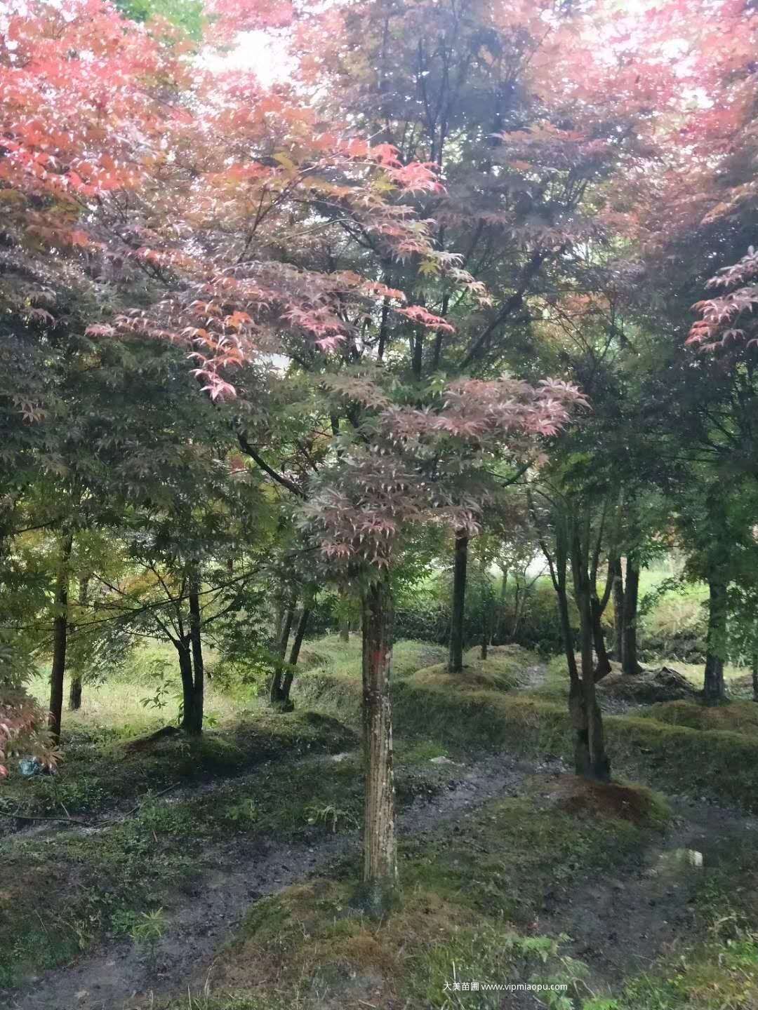 日本紅楓