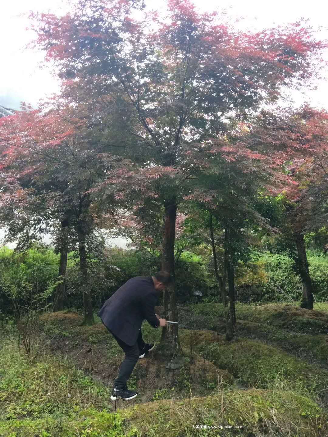 日本紅楓