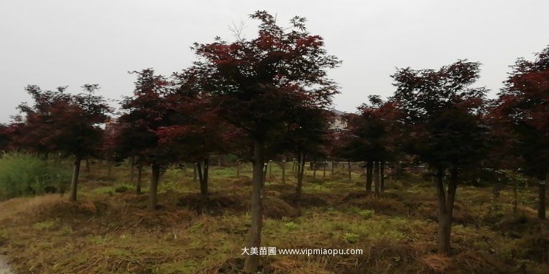 日本紅楓