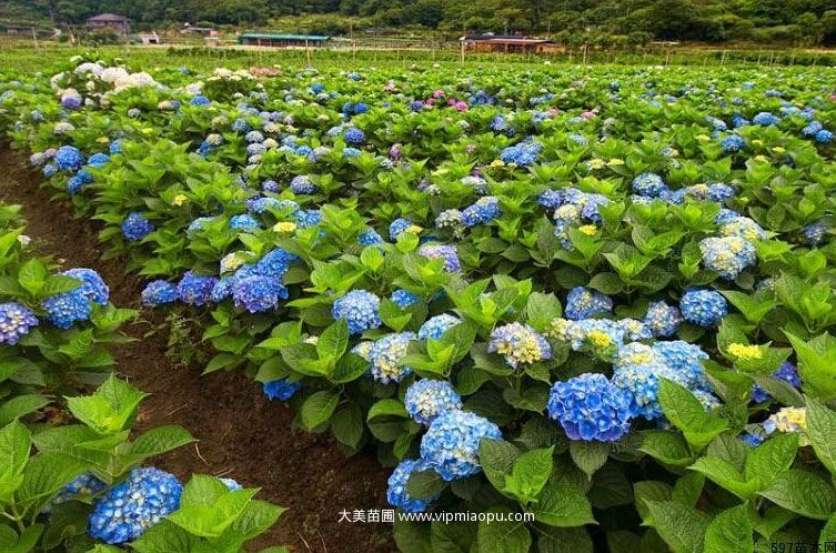 繡球花