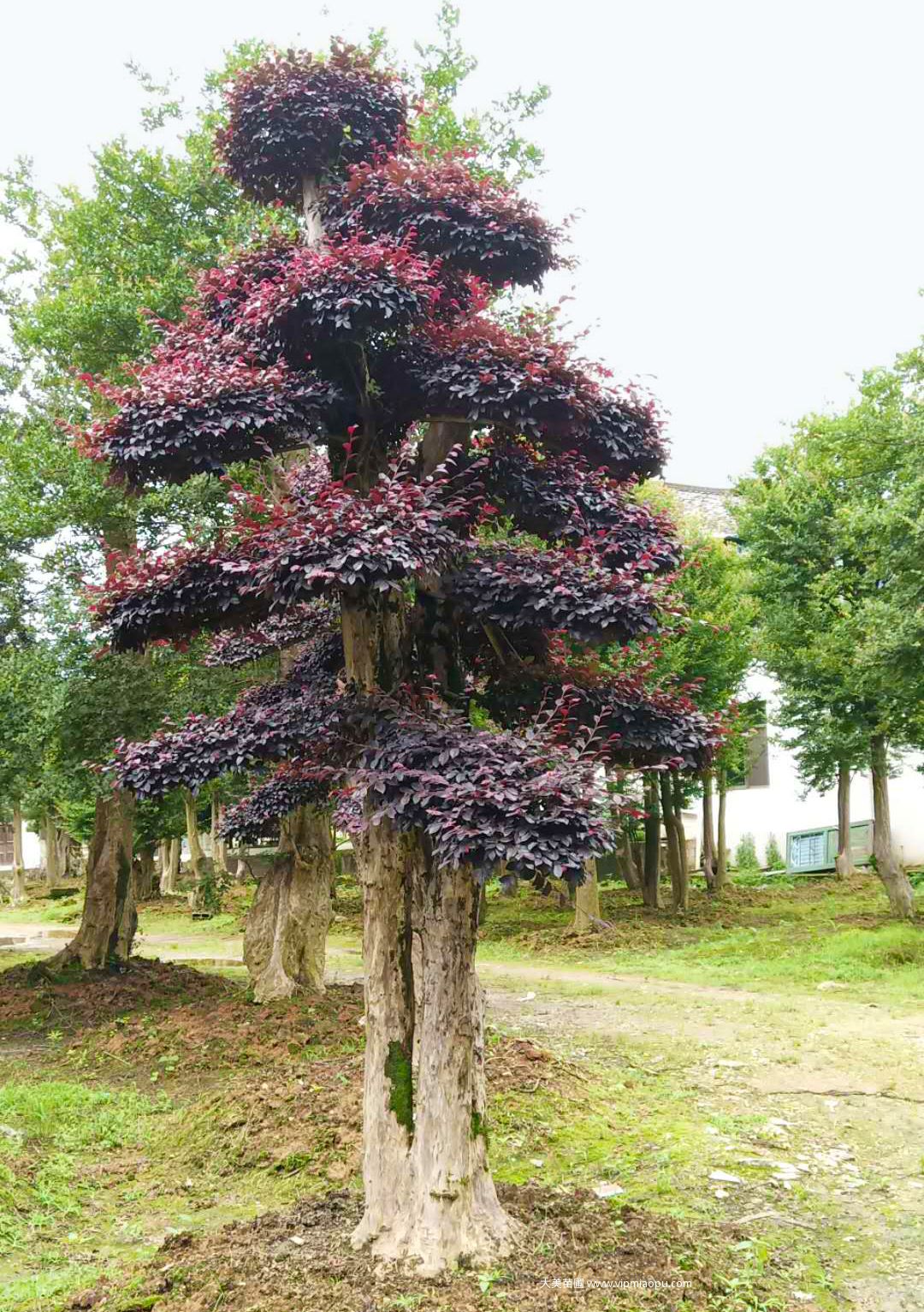 造型紅花檵木