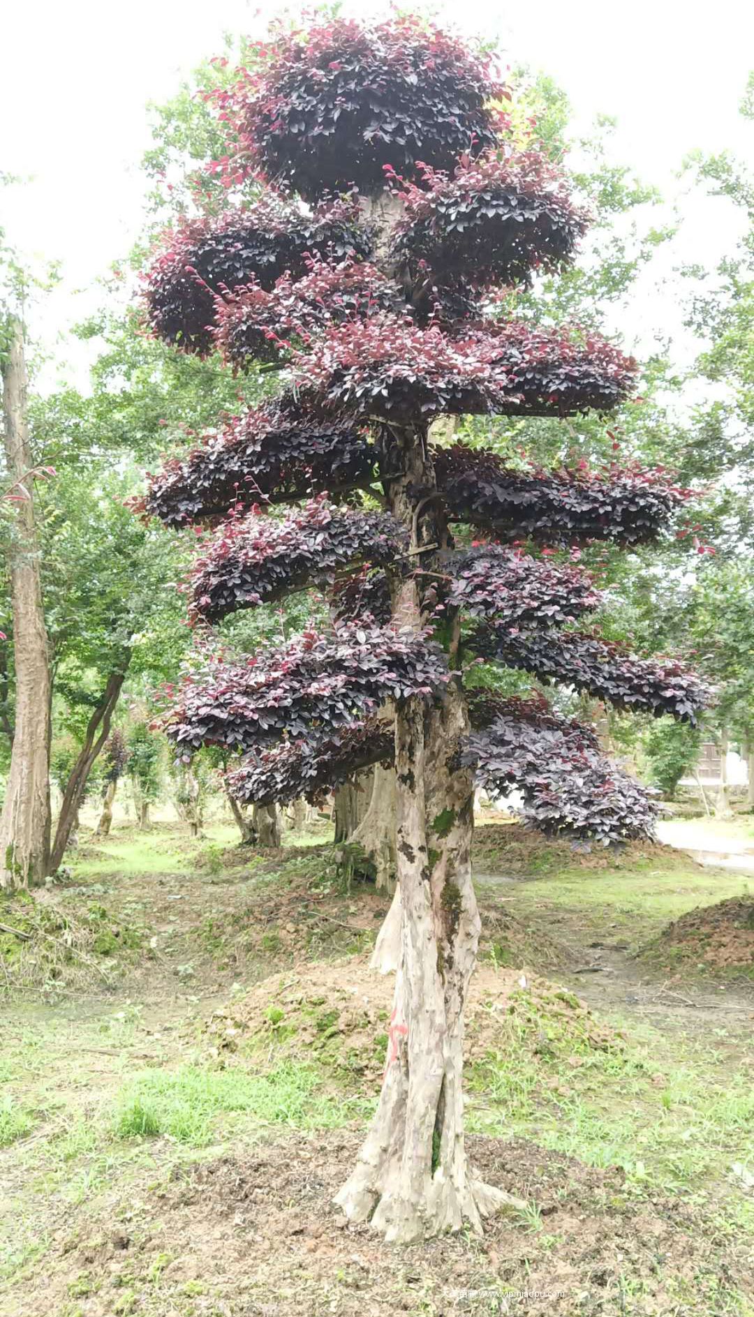 造型紅花檵木