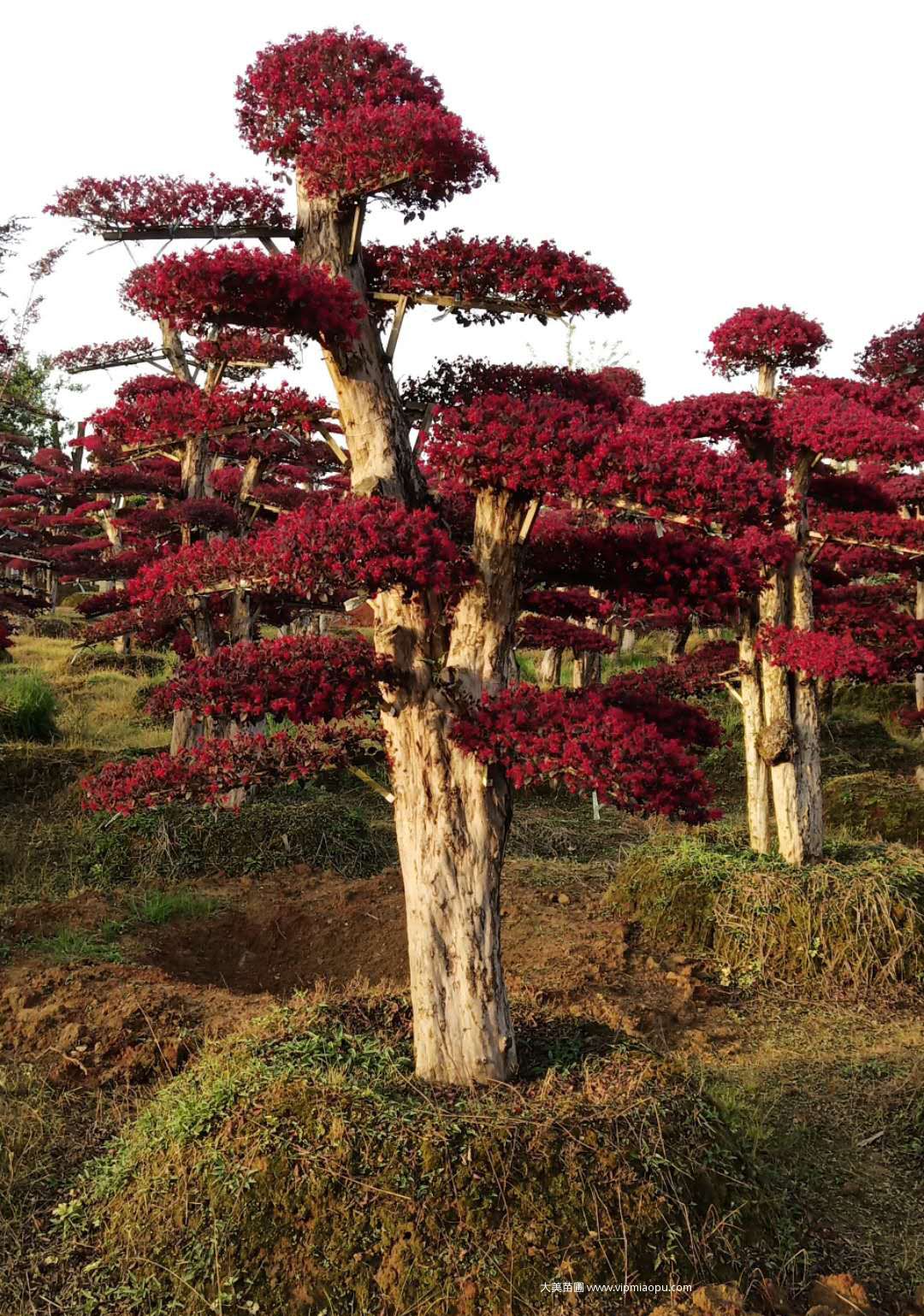 造型紅花檵木