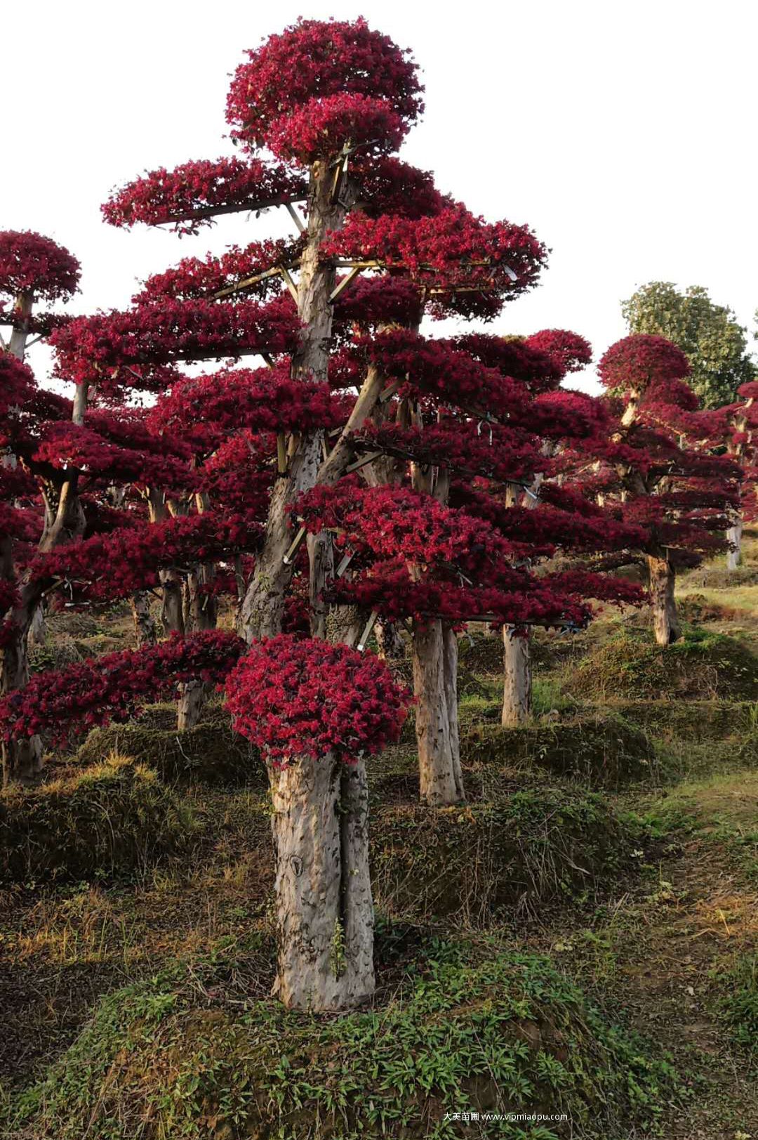 造型紅花檵木