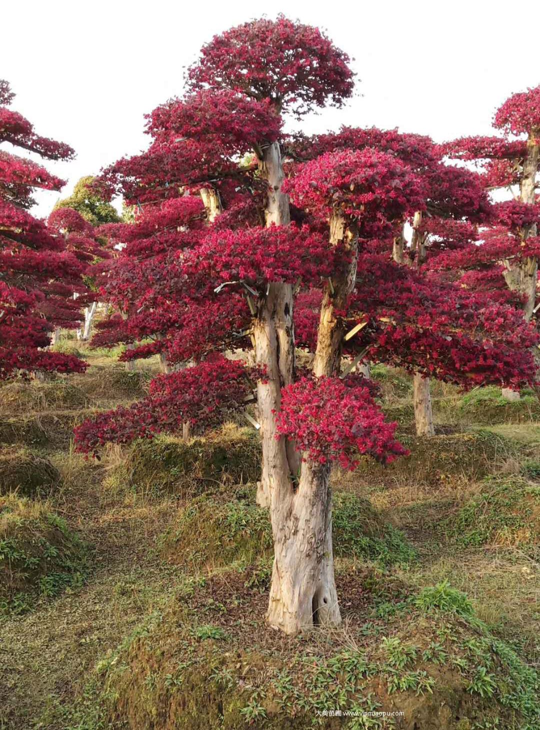 造型紅花檵木