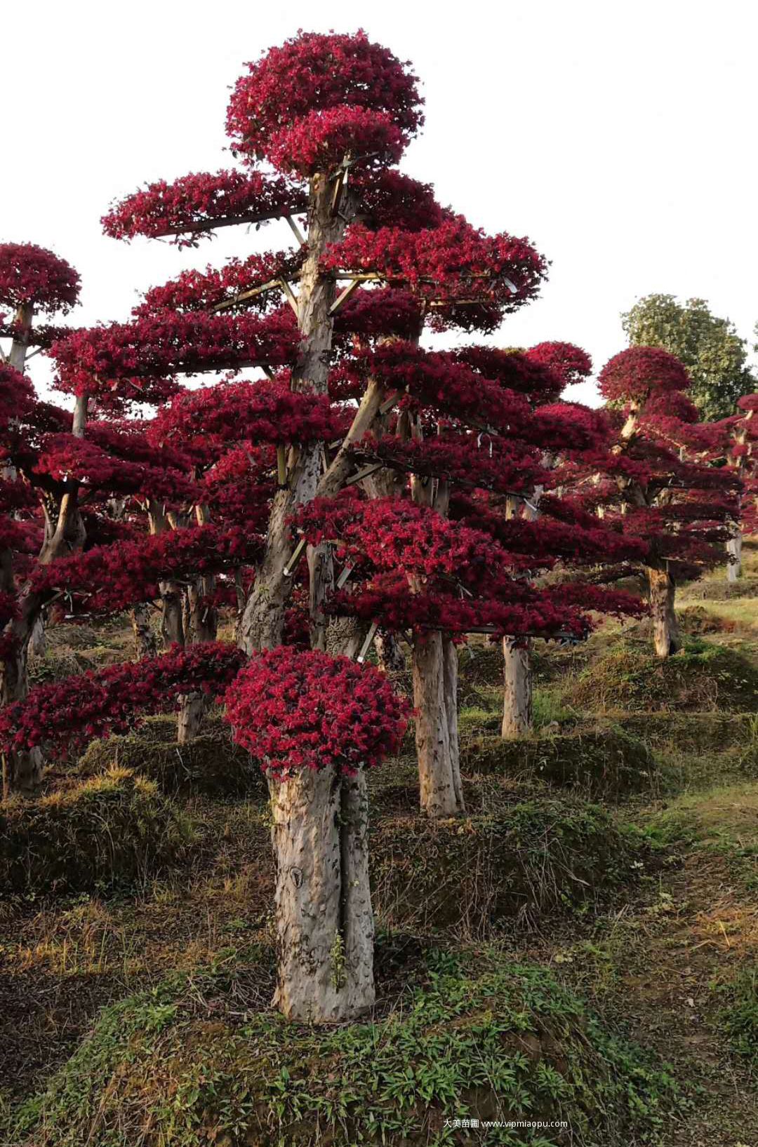 造型紅花檵木