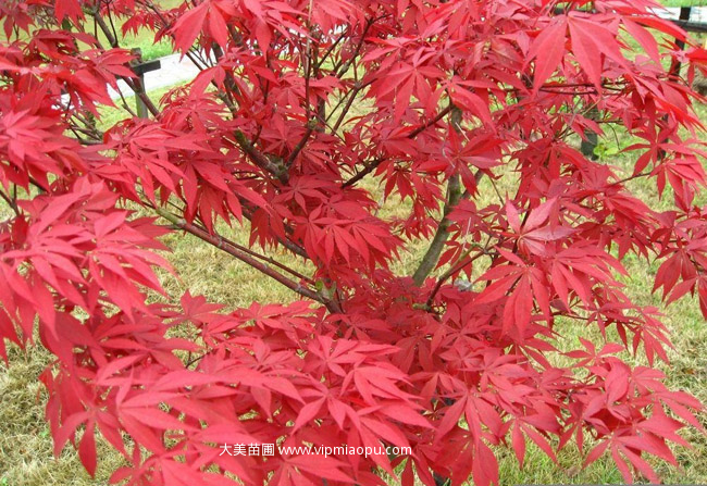 日本紅楓