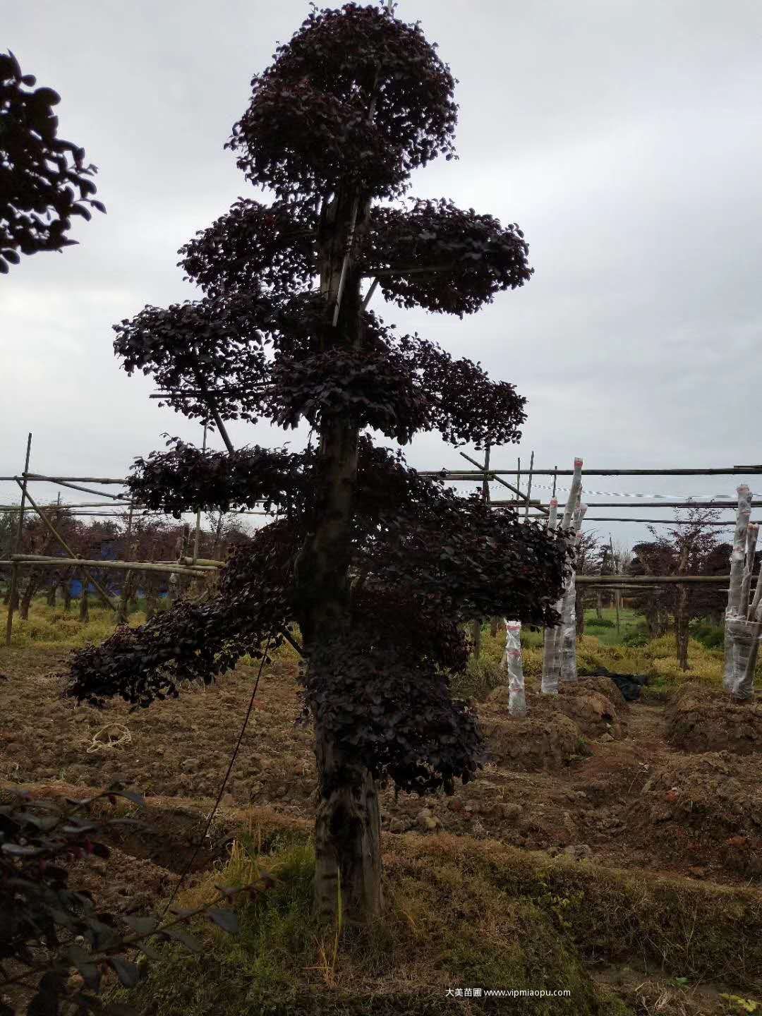 造型紅花檵木