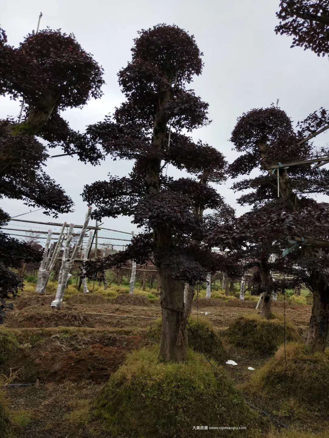 造型紅花檵木