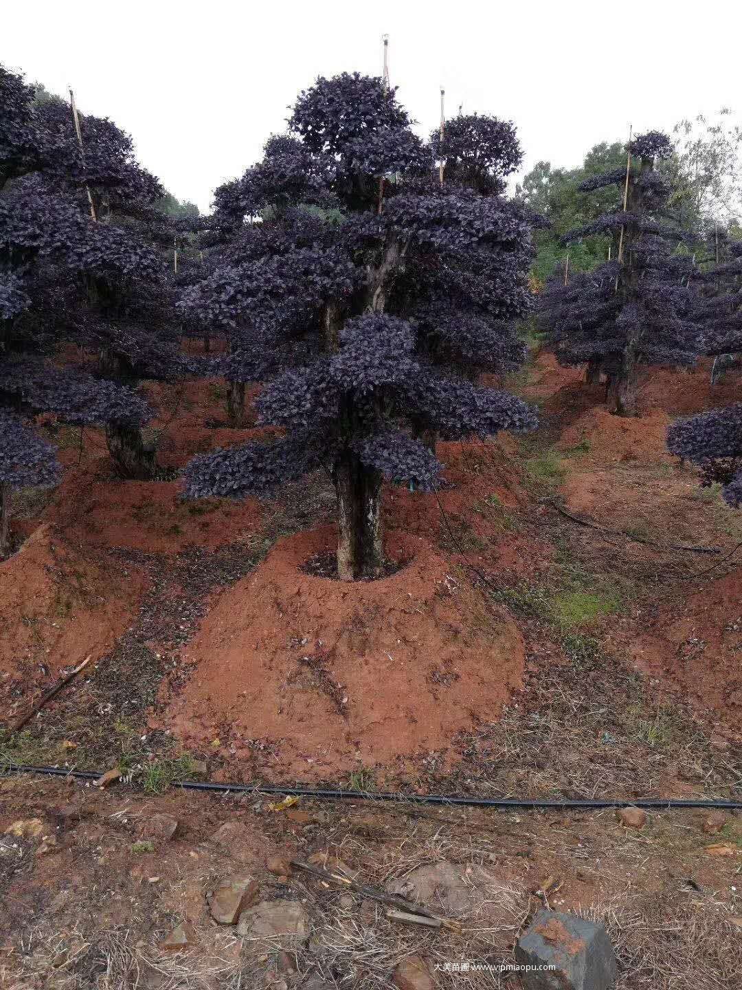 造型紅花檵木