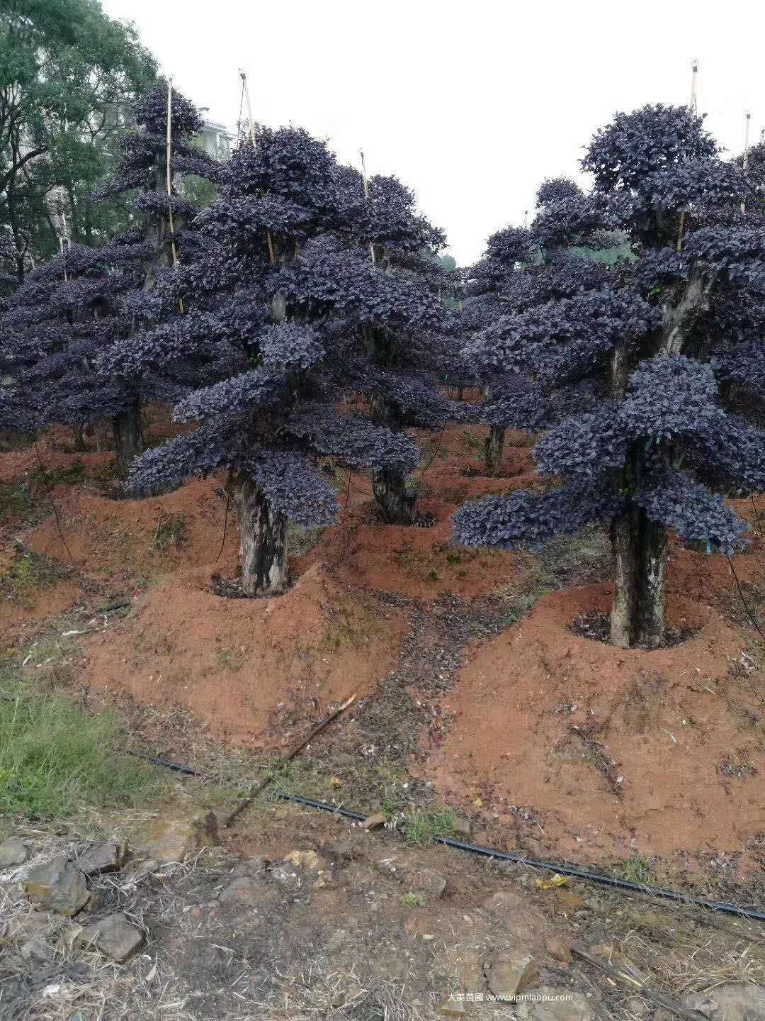 造型紅花檵木